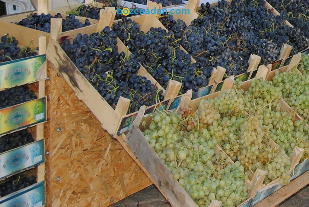 Bozcaada Festivalleri 2025 Yazında Ne Zaman Yapılacak? 3 bozcaada bağ bozumu festivali